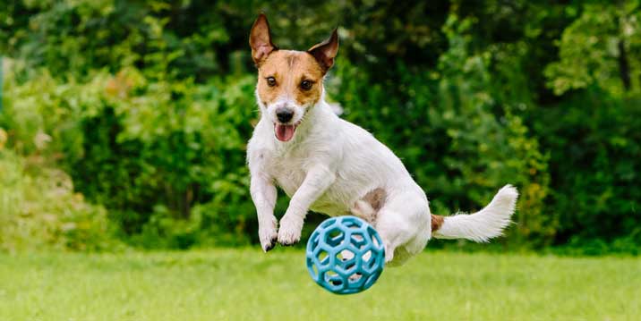 dog-boarding-activities 1