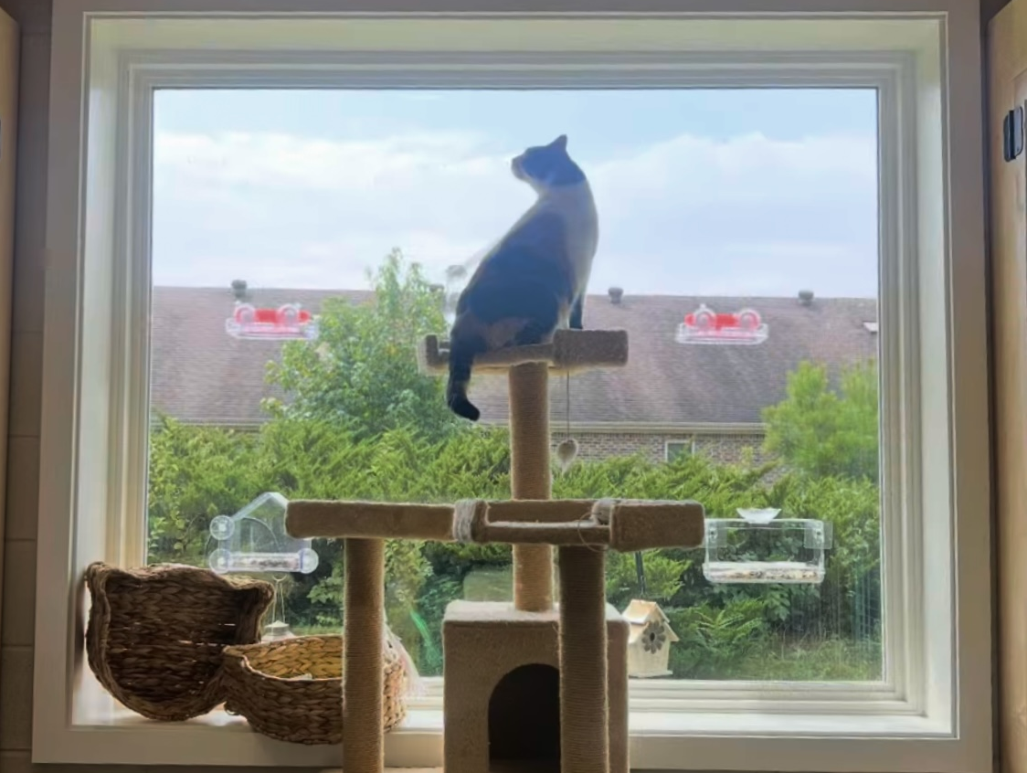 kitty_condo5_09-25
